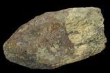 Unidentified Fossil Bone Section - North Dakota #120549-1
